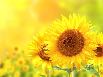 Ljuddämpande tavla - Blooming sunflowers 3d