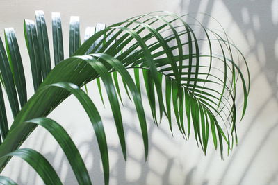 Ljuddämpande tavla - Green palm leaf with a 3d