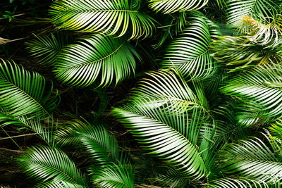 Ljuddämpande tavla - Green palm leaves