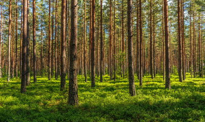 Ljuddämpande tavla - 3d pine forest