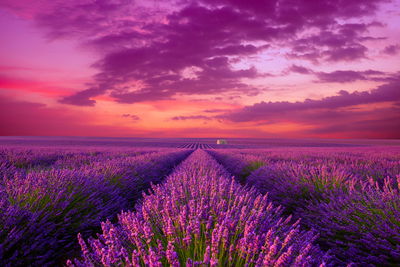 Ljuddämpande tavla - Lavender blooming field