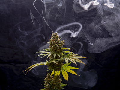 Ljuddämpande tavla - Cannabis plant on a smoky