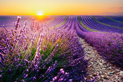 Ljuddämpande tavla - Lavender field at sunset 3d