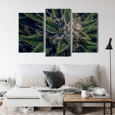 Ljuddämpande tavla - Cannabis plant close up