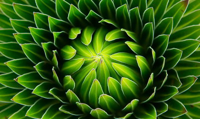 Ljuddämpande tavla - Green plant on a macro scale