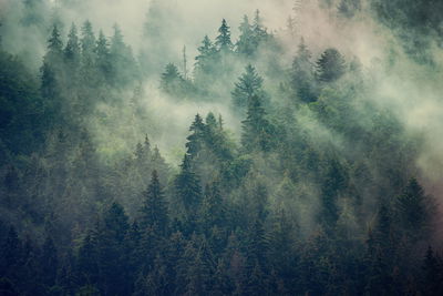 Ljuddämpande tavla - Misty landscape with fir