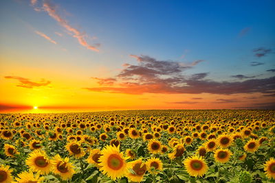 Ljuddämpande tavla - Sunset over a 3d sunflower