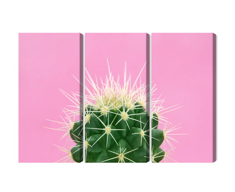 Ljuddämpande tavla - Cactus on a pink background