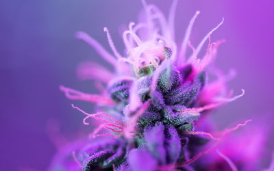 Ljuddämpande tavla - Macro plant on a pink-purple