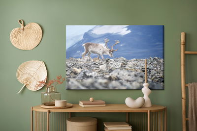 Ljuddämpande tavla - Reindeer on the background