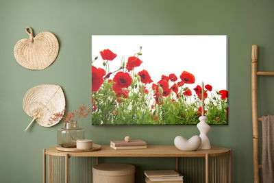 Ljuddämpande tavla - Red poppies on a white
