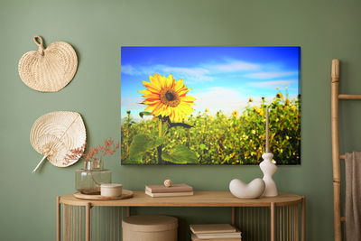 Ljuddämpande tavla - Sunflowers against the blue