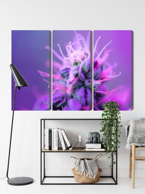 Ljuddämpande tavla - Macro plant on a pink-purple