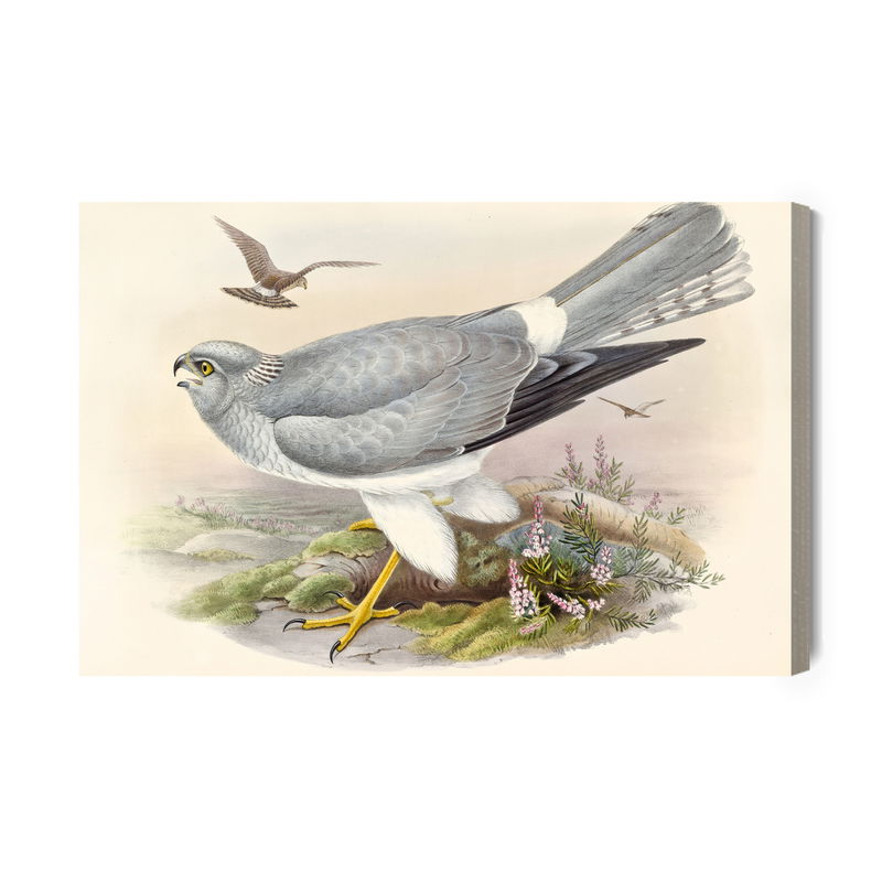 Ljuddämpande tavla - Birds of prey