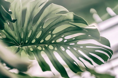 Ljuddämpande tavla - Monstera leaf close up