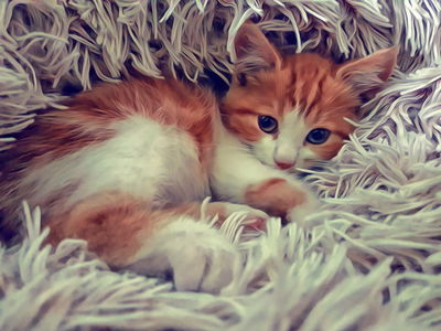 Ljuddämpande tavla - Little kitten as painted