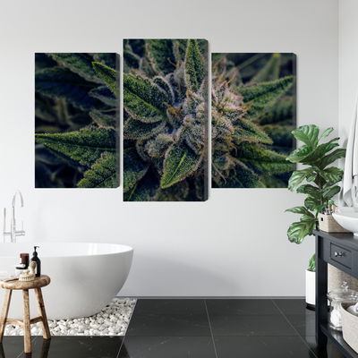 Ljuddämpande tavla - Cannabis plant close up