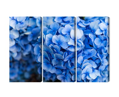 Ljuddämpande tavla - Blue hydrangea flowers close