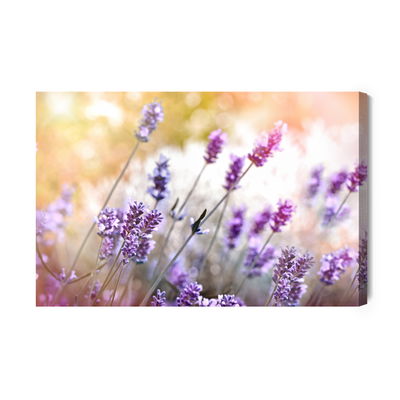 Ljuddämpande tavla - Of flowering lavender