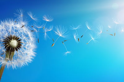 Ljuddämpande tavla - Dandelion with flying seeds