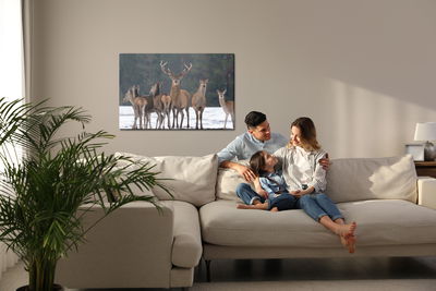 Ljuddämpande tavla - A deer and a doe