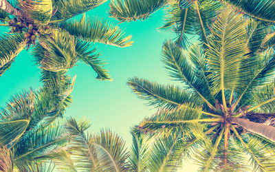 Ljuddämpande tavla - Bottom view of the palm trees