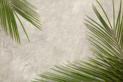 Ljuddämpande tavla - Palm leaves on a concrete