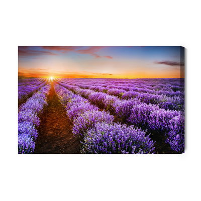 Ljuddämpande tavla - Lavender at sunset