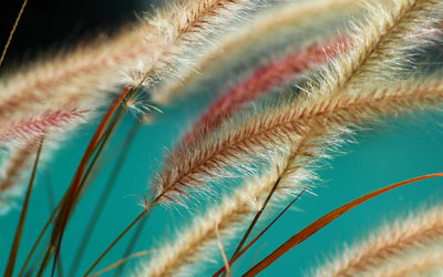 Ljuddämpande tavla - Plants on a macro scale
