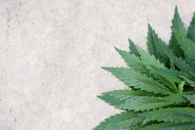 Ljuddämpande tavla - Green leaves on a gray