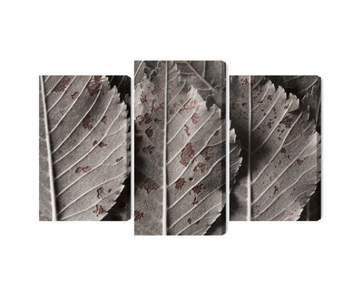 Ljuddämpande tavla - Gray leaves on a macro scale