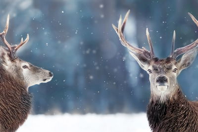 Ljuddämpande tavla - Two deer in the winter forest
