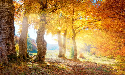 Ljuddämpande tavla - Sunny autumn forest