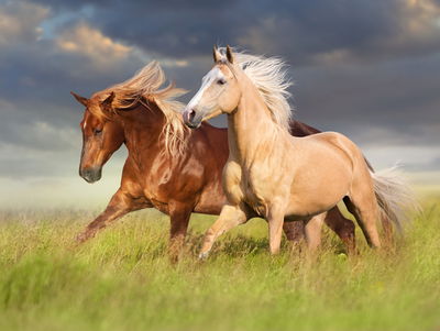 Ljuddämpande tavla - Horses galloping in a 3d