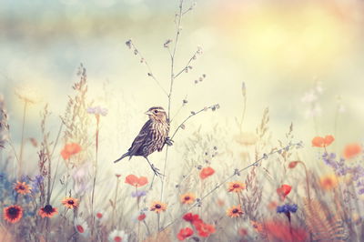 Ljuddämpande tavla - A bird among wild flowers