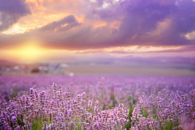 Ljuddämpande tavla - Beautiful lavender 3d