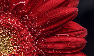 Ljuddämpande tavla - Flower petals on a macro