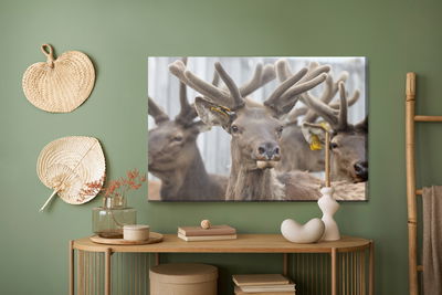 Ljuddämpande tavla - A herd of reindeer