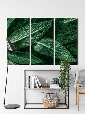 Ljuddämpande tavla - Salvia leaves on a macro