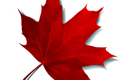 Ljuddämpande tavla - Red maple leaf