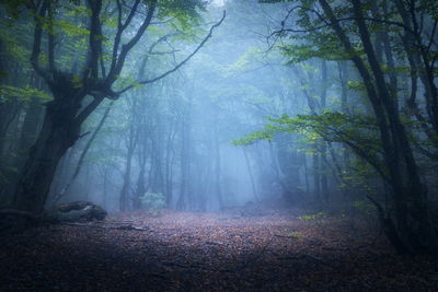 Ljuddämpande tavla - Hazy 3d forest landscape
