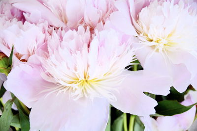 Ljuddämpande tavla - Peony rose in light pink