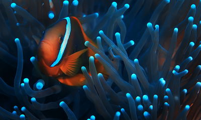 Ljuddämpande tavla - Clownfish in a 3d anemone