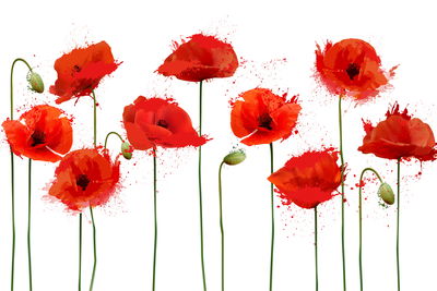 Ljuddämpande tavla - Red poppies in an abstract