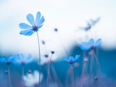Ljuddämpande tavla - Delicate blue flowers