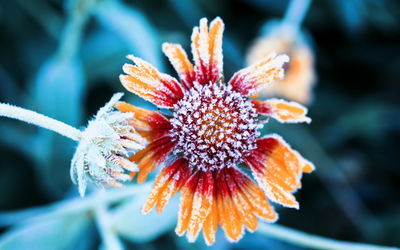 Ljuddämpande tavla - Rudbeckia flowers covered