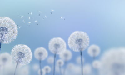 Ljuddämpande tavla - Dandelions on a blue