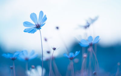 Ljuddämpande tavla - Delicate blue flowers