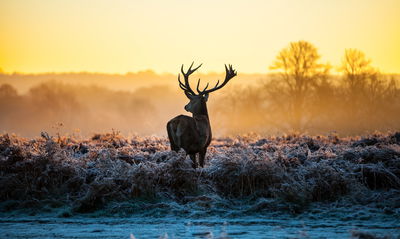 Ljuddämpande tavla - Deer on the rut in 3d
