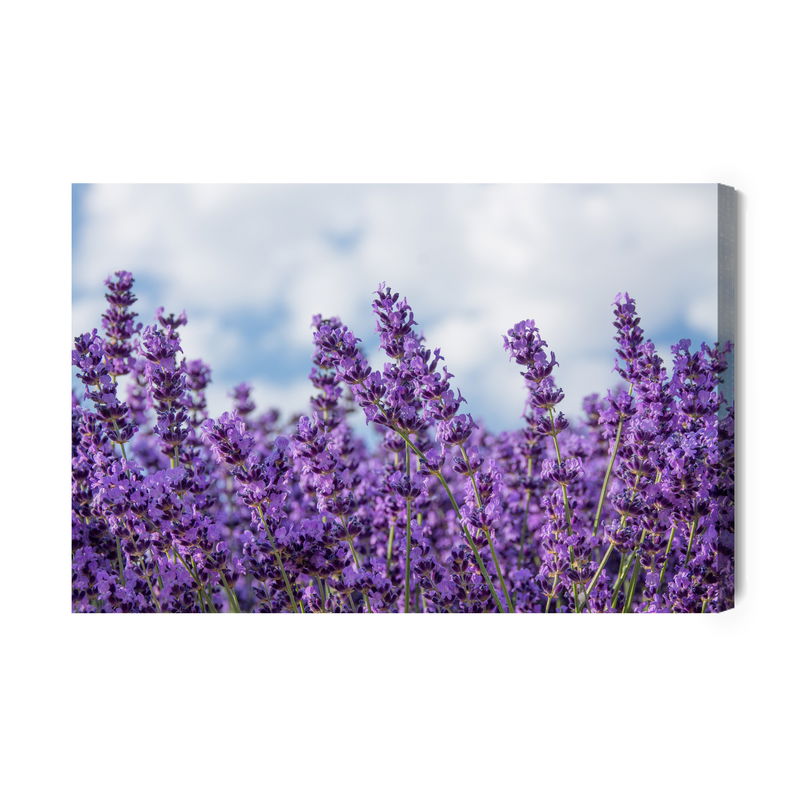 Ljuddämpande tavla - Lavender against the sky